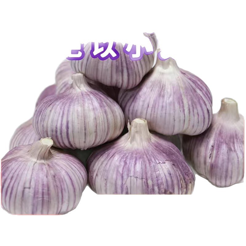 Fresh Garlic Garlic Red Skin Dried Purple Skin Price Reduction Shandong Garlic Head Takes the Lead in Wholesale Jinxiang