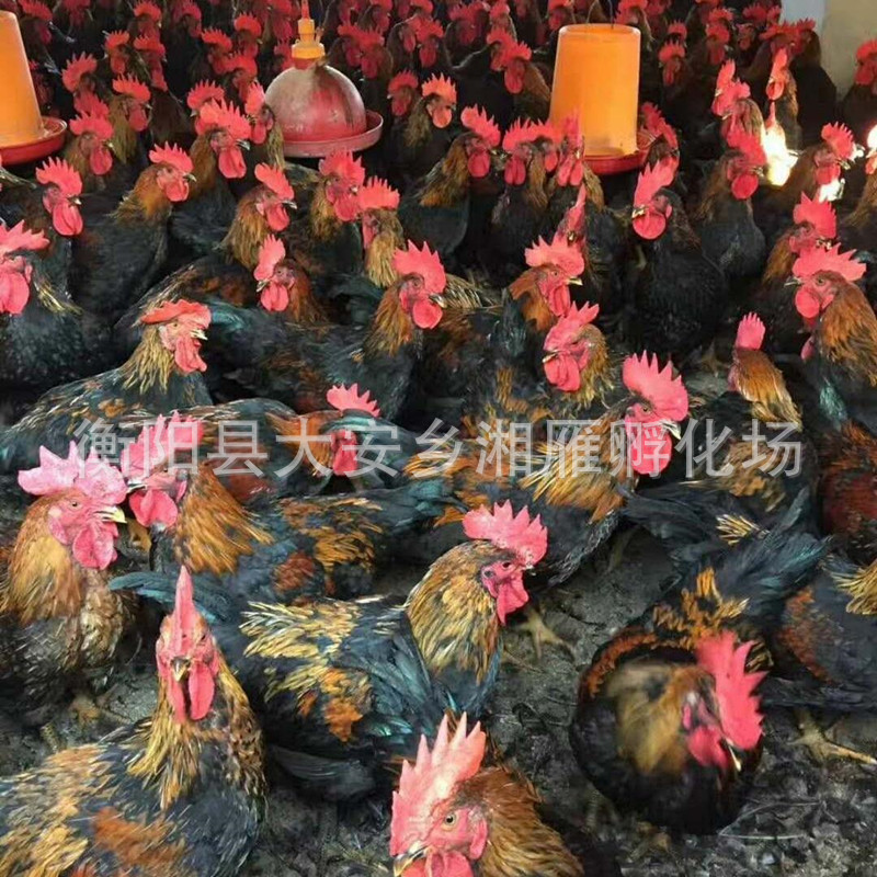 Broiler Chicken Seedlings Grow Fast, Black Chicken Female Seedlings, Large-Sized Broiler Chickens, Fast-Growing Large-Sized Male Seedlings, Fast-Growing Feathers, and Black Chicken Males