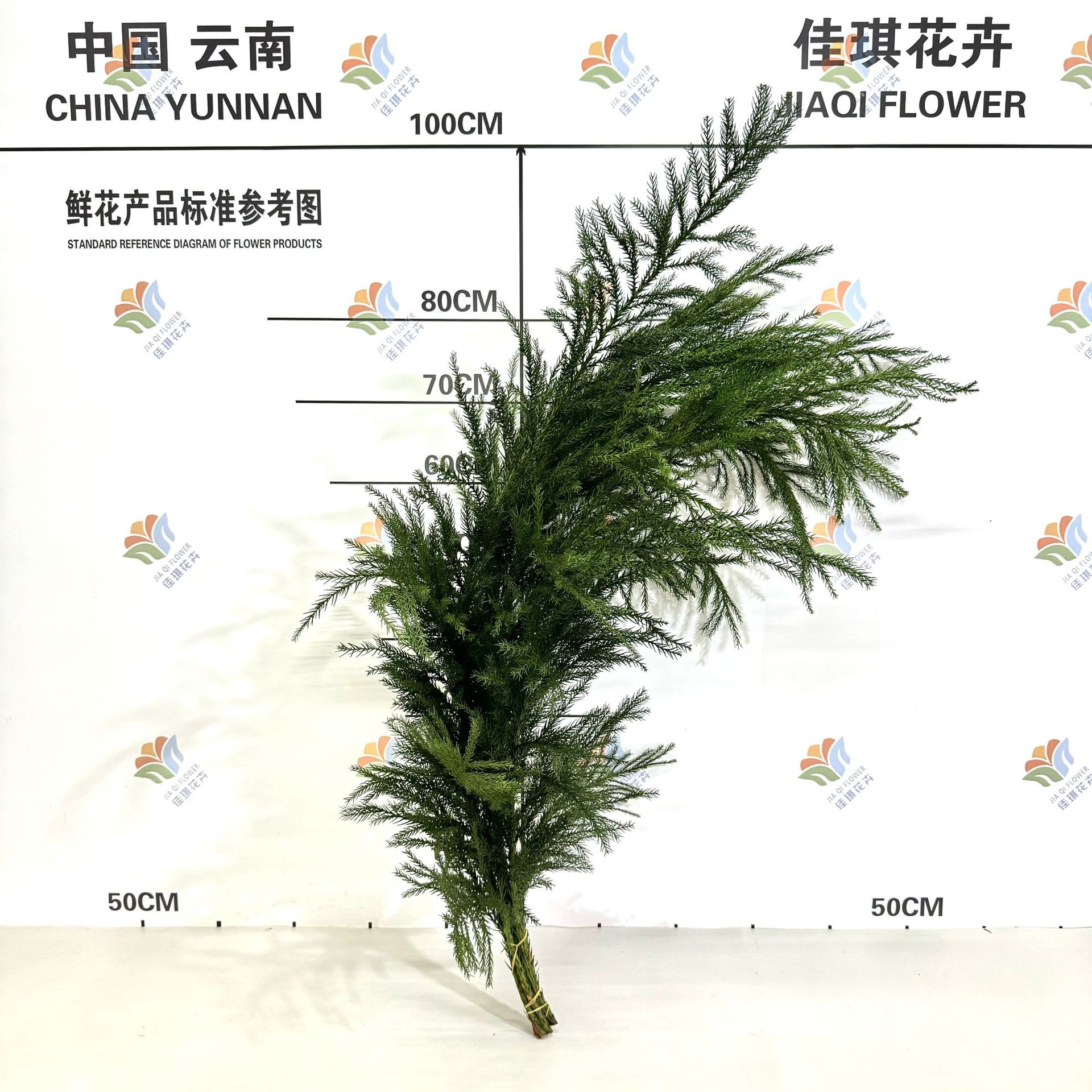 Fresh Tianzhu Girl Pine Branches Fresh Cut Flowers Yunnan Base Direct Batch Wedding Christmas Holiday Decoration Flowers