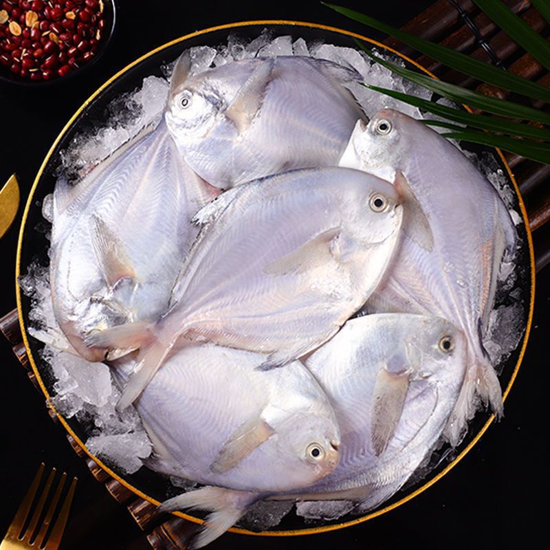 Fresh Frozen White Pomfret, Silver Pomfret, Pomfret, Sea Bass, Frozen Large Pomfret, Flatfish, Seafood Barbecue Aquatic Products 500g