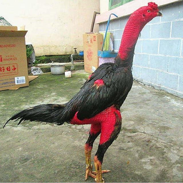 Разведение вьетнамских мелких яиц для бойцовых петухов, центральные бойцовые петухи, оплодотворенные яйца, чистокровные бирманские