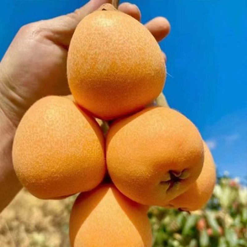 Freshly Picked Yunnan Mengzi Loquat, Fresh Net Weight, Seasonal Large Fruit, Freshly Picked Fruit, Free Shipping for Pregnant Women