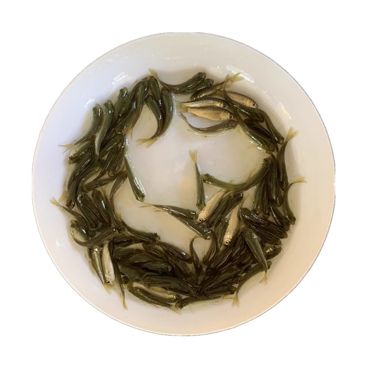 Grass Carp Fry, Freshwater Live Fry, Easy to Breed, Edible Live Animals, Cold Water Ornamental Fish, Extra Large Whole Grass Carp Live Fry