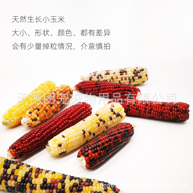 2024 New Mini Corn Hamster Snacks Rabbit Chinchilla Guinea Pig Pet Toy Rabbit Teething Stick