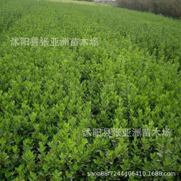 Wholesale spear Jiaodong spear seedling evergreen project green seedlings specifications complete large quantity discount
