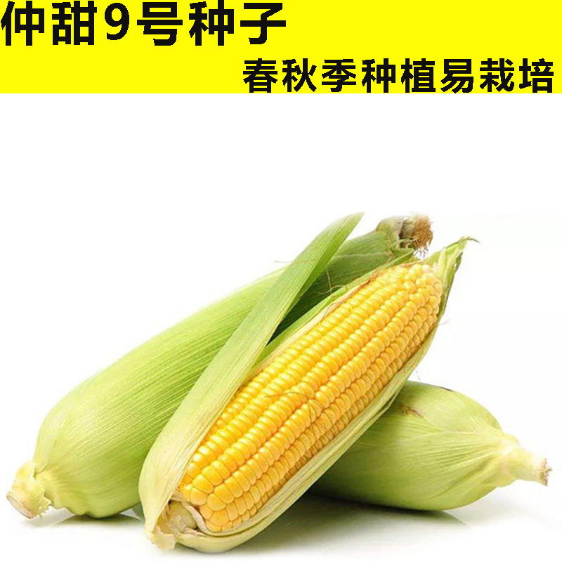 Чжунтьян № 9 семена кукурузы супер сладкие и высокоурожайные семена фруктовой кукурузы хрустящие сладкие и восковые весенние и летние гибридные семена