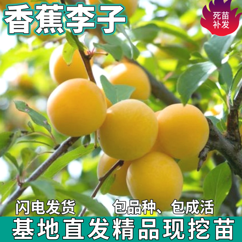 Дропшиппинг саженцев банана и сливы для посадки на севере и юге, крупные плодовые саженцы для балкона