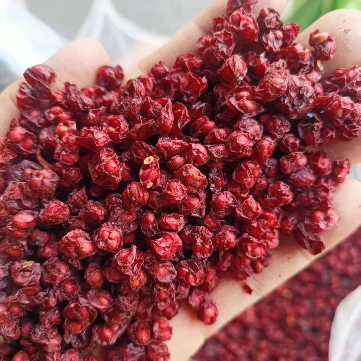 Northeast Schisandra Wholesale Schisandra Jilin Schisandra Seed Manufacturer Straight Hair Schisandra 500g 0.5kg