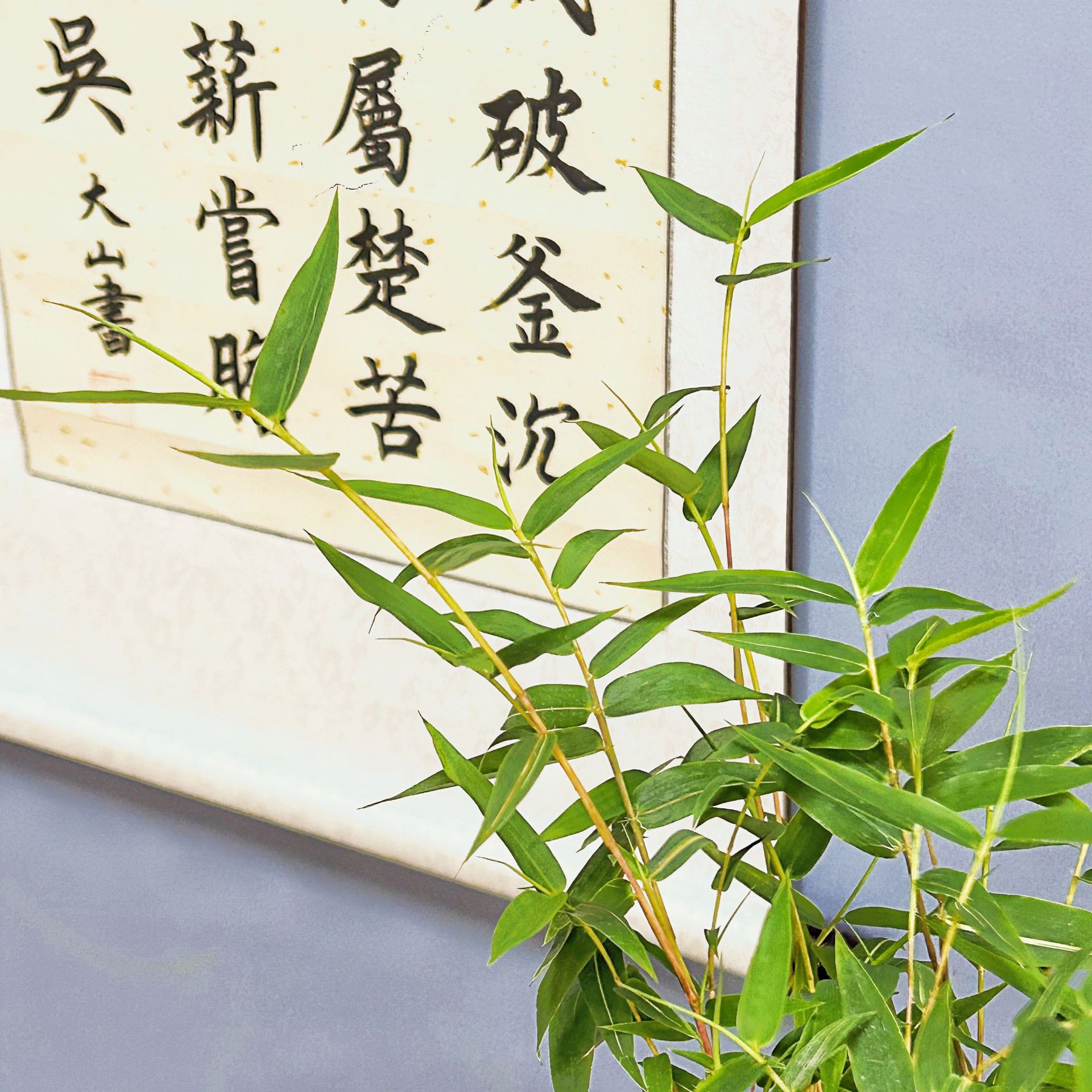 Absorbent Stone Red Bamboo with Original Stone Decoration for Landscaping Indoor Living Room B&B Four-Season Evergreen Plant Potted Base Straight Hair