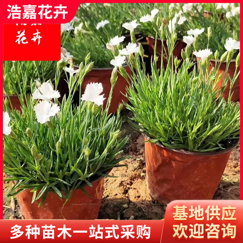 Dianthus Cup Seedling Flower Base, Green Potted Plants Blooming in All Seasons, Dianthus Plug Seedlings, Dianthus Ornamental Flower Sea
