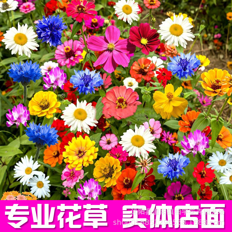 Zinnia Seeds, Large-Flowered Zinnia, Double-Petaled Sunflower Seeds, Four-Season Wildflower Combination Seeds, Support Dropshipping