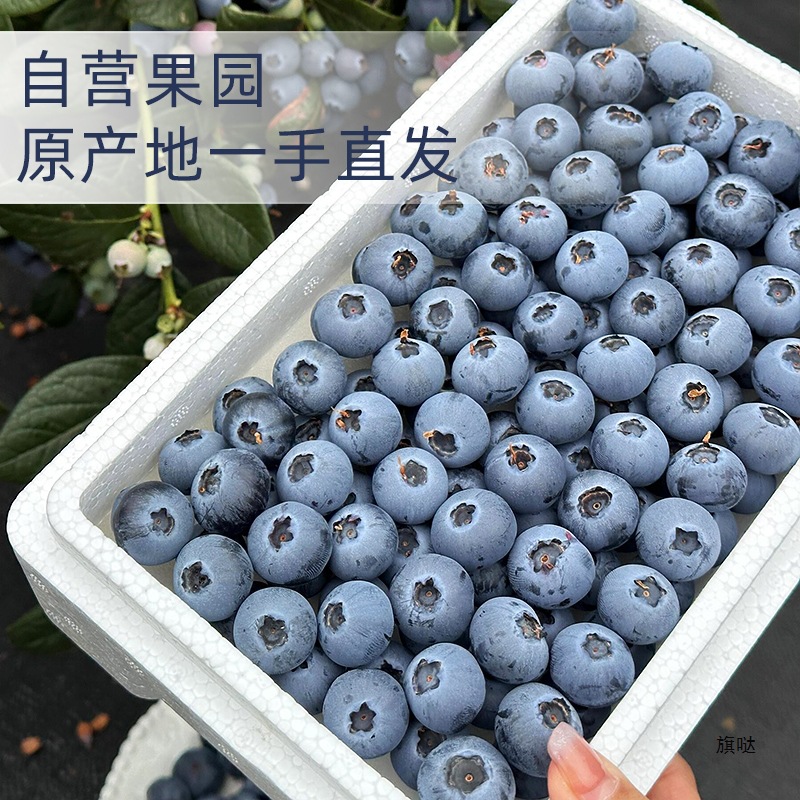 Blueberry Fresh Fruit Blueberry Fresh lL25 Flower Fragrance Non-Yunnan Blueberry High-end Fruit Blueplum Gaoshan Yike Shunfeng