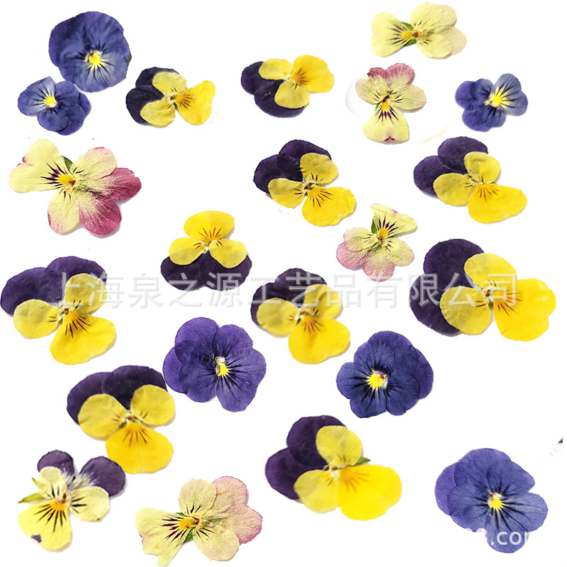 Viola Odorata Embossed Dried Flower Specimen DIY Bookmark Greeting Card Mobile Phone Case Glue Material Fan Table Lamp Sticker