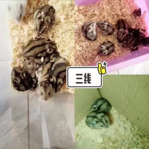 Hamster Live Wholesale Three-Line Purple Warehouse Pudding Silver Fox Golden Fox Milk Tea Father-In-Law Live Dwarf Rat Pet Live