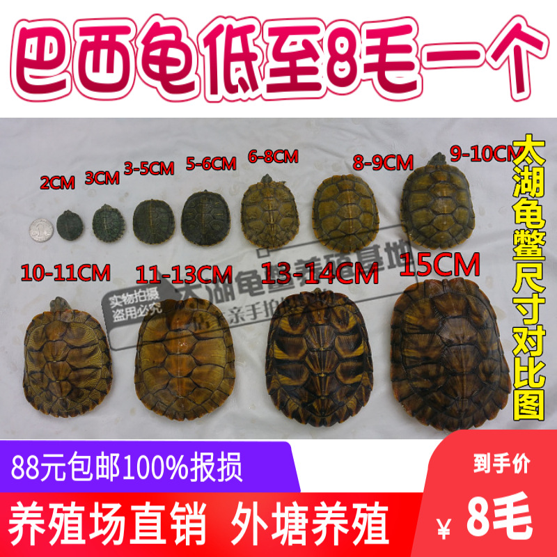 Outer pond size Brazilian tortoise turtle live pet Brazilian seedling lucky turtle colorful Brazilian small turtle Fry turtle egg