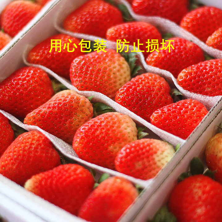 Freshly Picked Strawberries, Cream, Strawberry Beauty 99 Daliangshan Open-Air Strawberries, Black Gold, Free Shipping for Wholesale Use