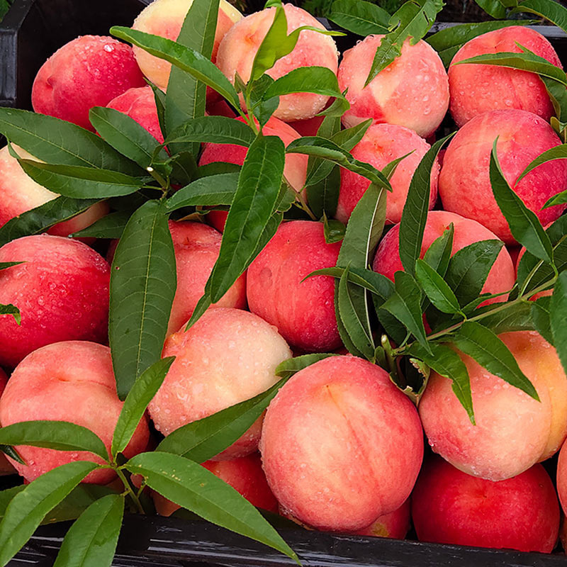 [Event] Shandong Yimeng Red Skin Peach Delivery 2.5kg Spring Snow Honey Sweet Peach Seasonal Fresh Fruit