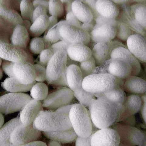 Farmhouse Natural Silkworm Cocoons Are Complete and Can Be Spun into Quilts and Fans. DIY Double Palace Dry Silkworm Cocoons Are Used for Medicinal Beauty and Drying