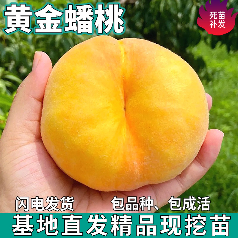 Дропшиппинг саженцев золотого персика для посадки в садах на севере и юге, крупные плодовые горшки для посадки и прививки