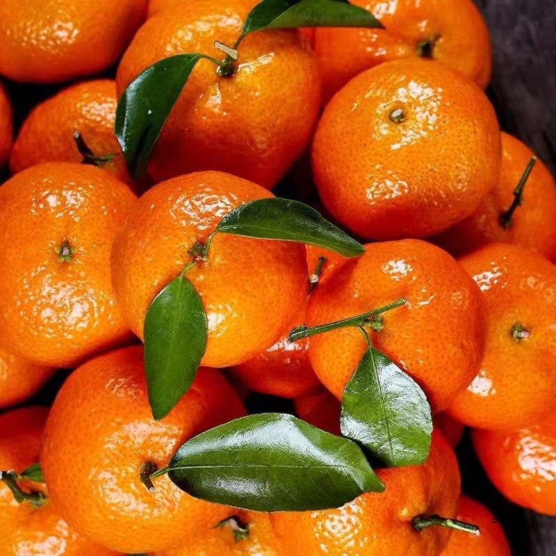 Guangxi Sugar Orange Fresh Fruit Sugar Orange Small Orange Pregnant Women Fruit Super Sweet Orange Seasonal Tangerine