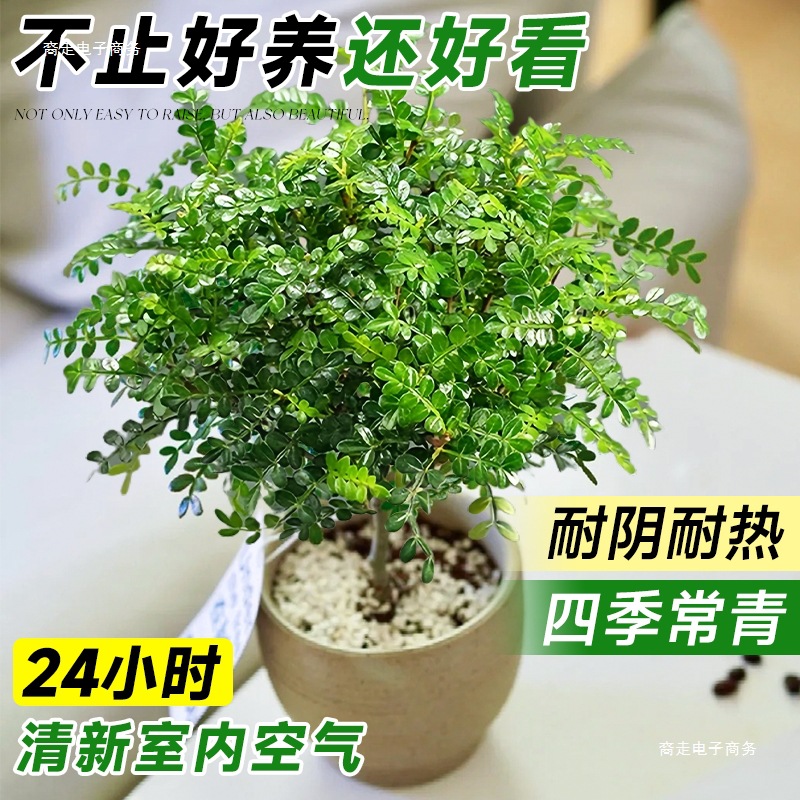 Fragrant Pepper Wood Potted Green Plants and Flowers Balcony Indoor Mosquito Repellent Grass Saplings Old Pile Mint Rosemary