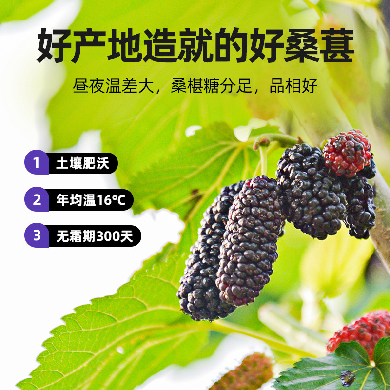 Xinjiang dried mulberry 500g dried mulberry first stubble new clean sand-free tea instant wine bulk wholesale