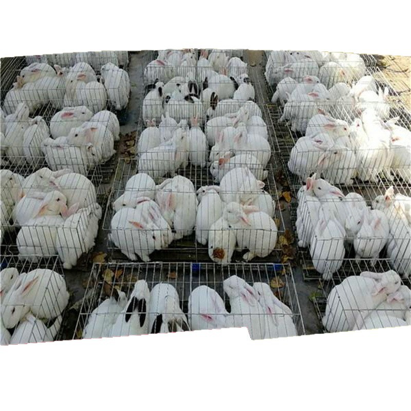 Hongxiang Large-Scale Breeding Rabbit Farm Spot Promotion High-Yield Meat Rabbit Breeding Rabbit Cash on Delivery Breeding Rabbit Wholesale Price