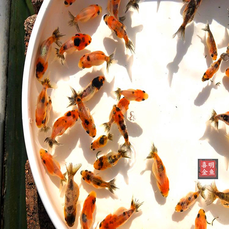 Goldfish Live Crane Top Red Lion Head Dragon Eye Goldfish Multi-Breed Mix and Match Goldfish Fry Transport Package Live
