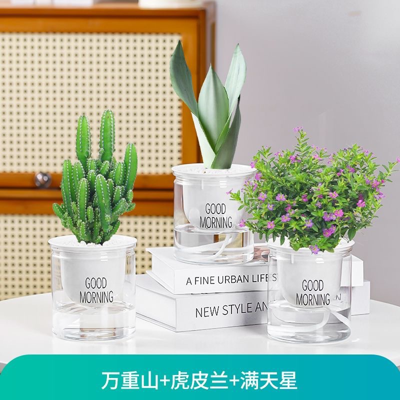 Green dill rich tree asparagus fleshy flower potted plant indoor mint rich bamboo hydroponic small green plant to feed well