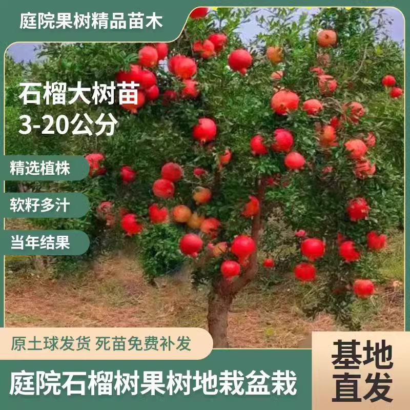 Саженцы гранатового дерева Тунисский мягкосеменной, крупные комнатные фруктовые деревья с почвой
