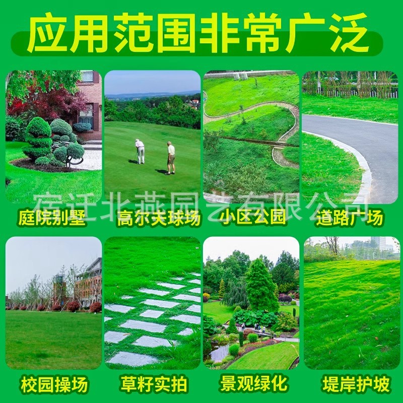 Lawn Seeds, Grass Seeds, Evergreen, Pruning-Free, Bermudagrass Slope Protection Turf, Cold-Resistant Ryegrass, Greening Grass Seeds