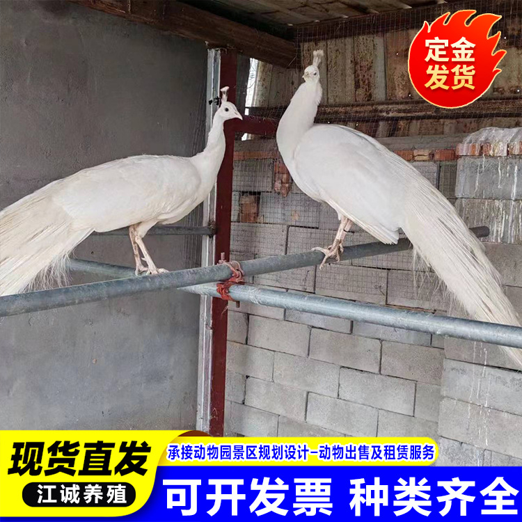 Scenic Spot Ornamental Peacock Production and Breeding Manufacturer White Peacock Species Peacock Blue Peacock White Peacock Seedlings Live