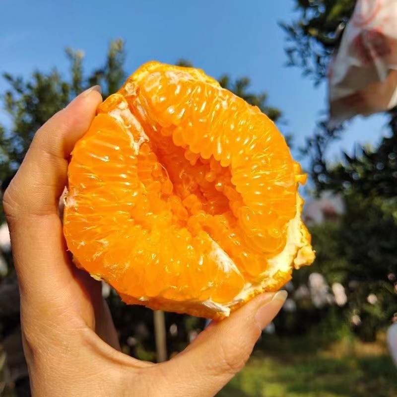Sichuan Chunjian Raked Mandarin Fresh 5kg Seasonal Fruit Seasonal Papa Mandarin Orange Pure Sweet Ugly Orange