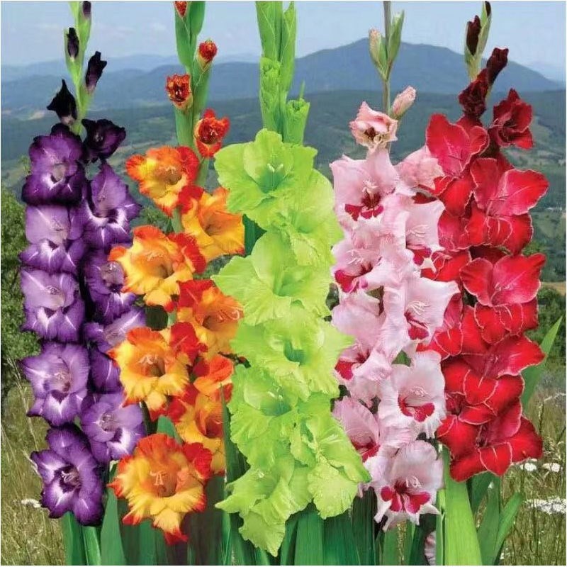Gladiolus Bulbs Imported Gladiolus Seeds Are Simple and Easy to Live Indoor Potted Florals and Courtyard Ground Plant Bulbs