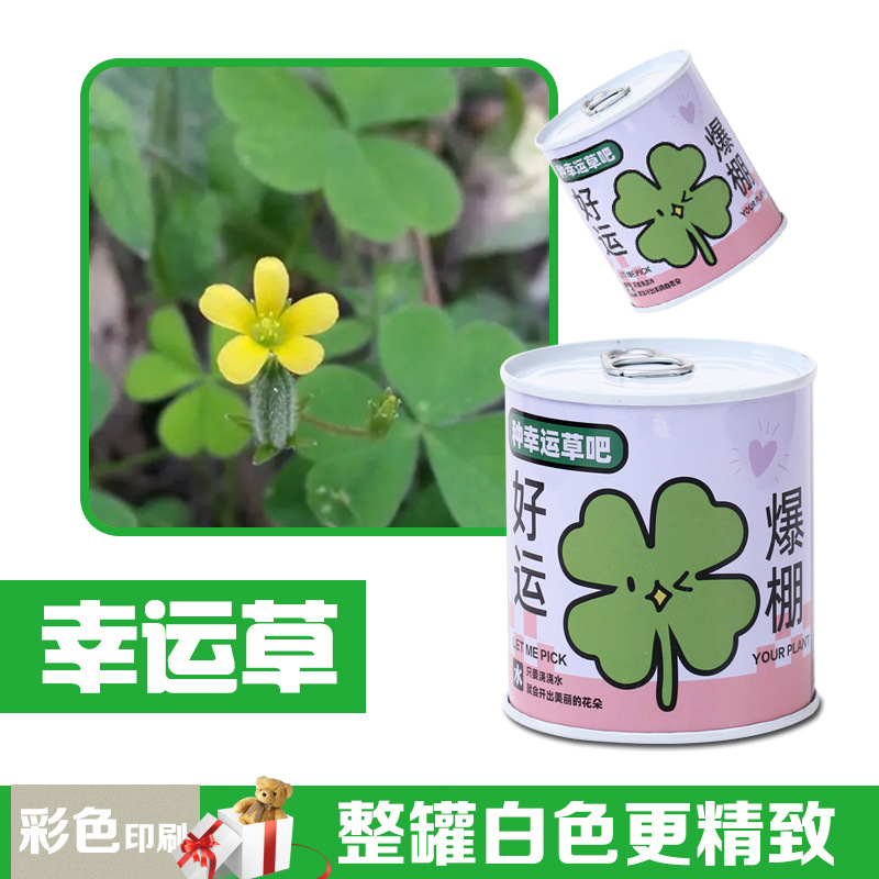 Children's Gift Can Plant Blind Box Desktop Small Potted Primary School Students Florals and Green Plants Easy to Feed Seeds Potted Plants