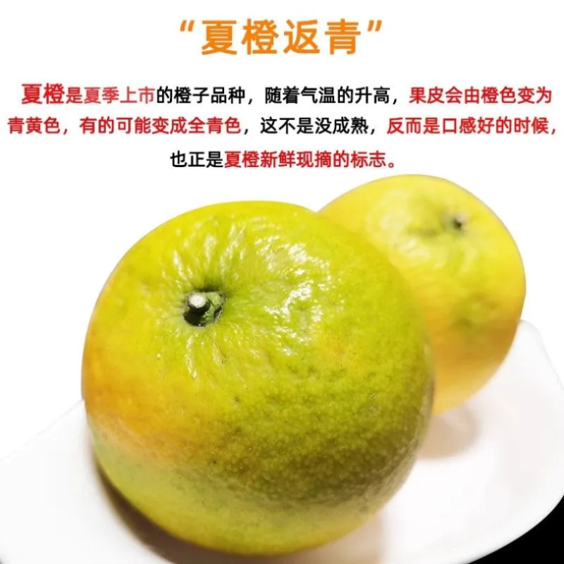 Hubei Summer Orange Origin Straight Hair Can Return Green Oranges Free Shipping Fresh Fruit Oranges Summer Orange Dropshipping