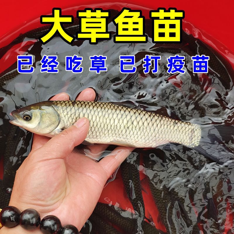 Wholesale of Grass Carp Fry, Half a Pound of Large Live Fish Fry, Crispy Meat, Anhui Freshwater Cultured Edible Silver Carp, Silver Carp, Bighead Carp, Fat-Headed Male Fish with Big Head