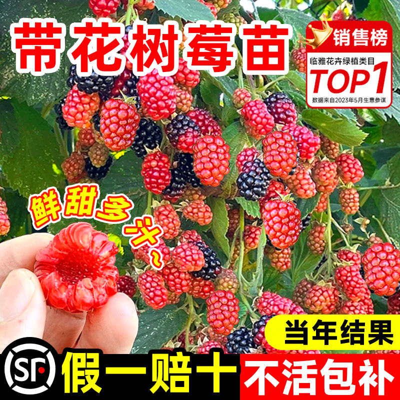 Саженцы красной малины для посадки, плодоносящие в тот же год