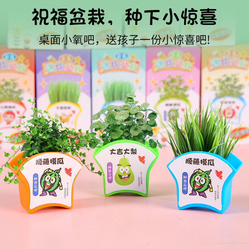 Green Plant Small Potted Plant Children's Homework diy Mini Planting Science Experiment Small Flower Farmers Flower Seed Gift Blind Box