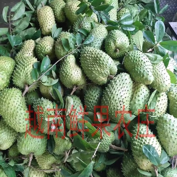 [Crown Store] Wild Thorn Fruit Annona Red Durian Tropical Fresh Fruit Red Cascarilla 3kg Free Shipping