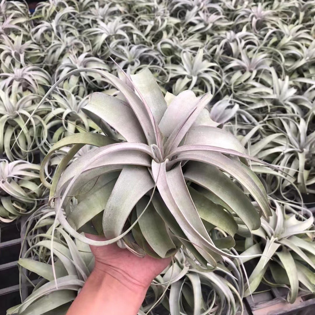 Air Pineapple Soilless Plant Mid-To-Classy Variety of Links Love Knot Card Orange Roll Puffer Fish Wanhuan Green Plant Wholesale