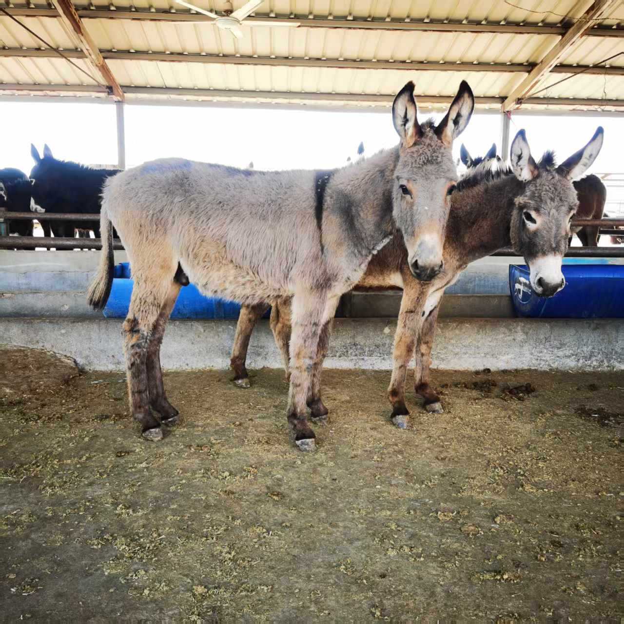 Live Pet Mini Donkey for Viewing and Riding, Donkey Pulling Cart, Small Donkey for Scenic Spots and Manor House, Small Donkey Exhibition for Sale