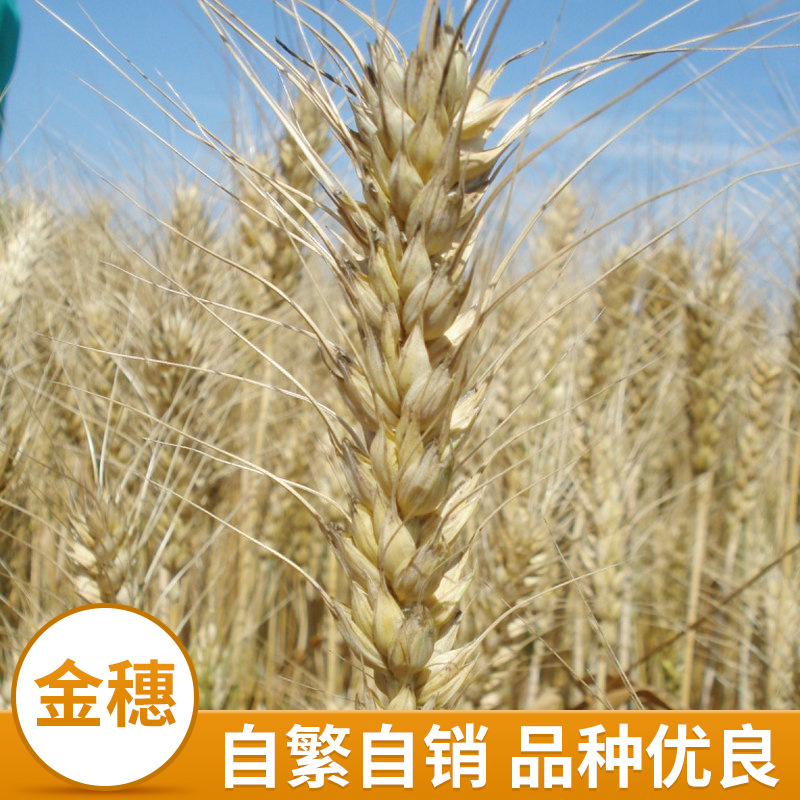 Долгосрочное предложение семян пшеницы компании - Цзиндун 22