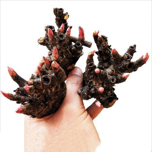 Peony Root Balls with Buds, Peony Flower Root Bulbs, Bloom in the Same Year, Indoor Courtyard Green Plants, Potted, Cold-Resistant and Easy to Care for