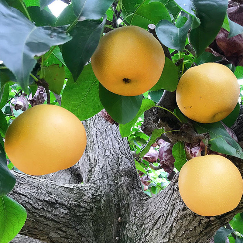 [Event] Shandong Qiuyue Pear Delivery 2.5kg Fresh Seasonal Rock Sugar Juicy Sweet Pears Seasonal Fruits for Pregnant Women