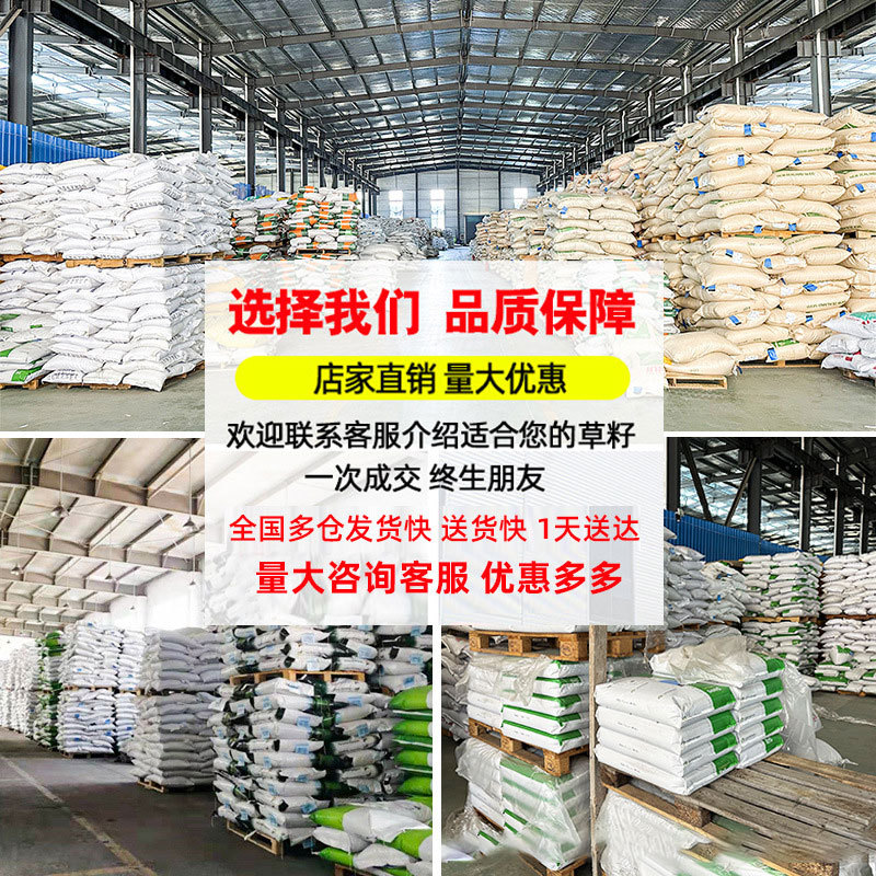 Tall Fescue Grass Seeds, Cold-Resistant Lawn Seeds, Four-Season Green Slope Protection, Greening, Ryegrass, Bluegrass, Trampling-Resistant Garden Grass