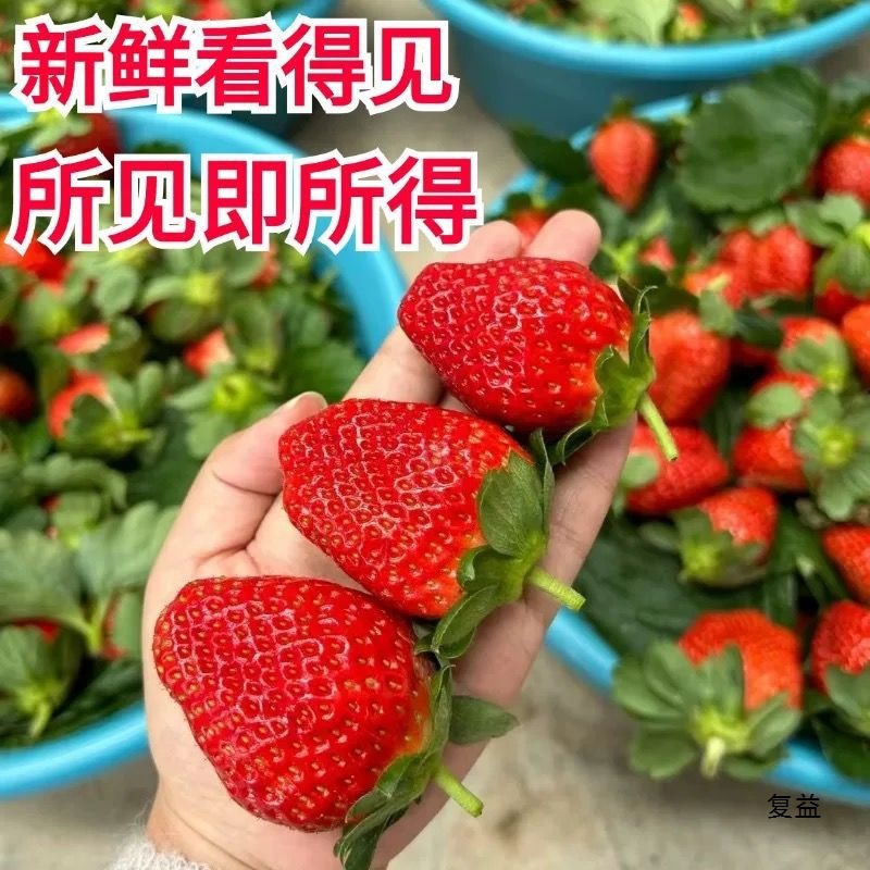 Fruit Strawberry Fresh Milk Strawberry Sweet Strawberry Large Strawberry Non-Dandong Pregnant Women Strawberry Whole Box Commercial