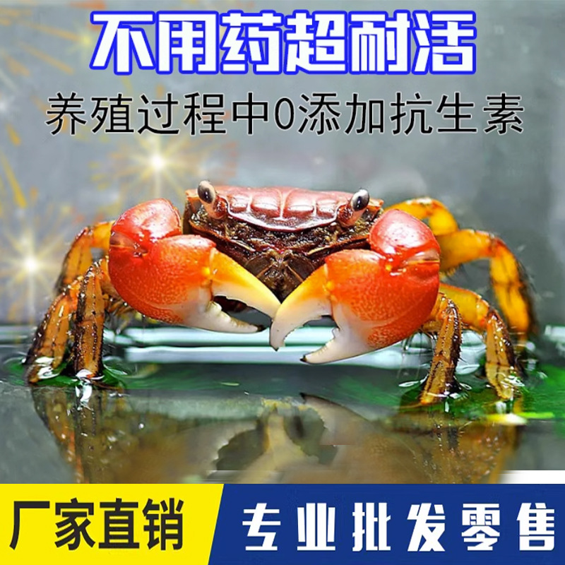 Ornamental Crab Living Crab Pet Crab Special Tank Freshwater Small Crab Mini Pepper Crab Red Aoao Phase Hand Crab