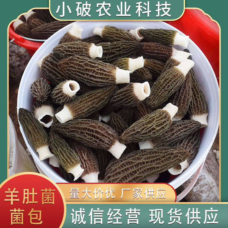 Morel Mushroom Seeds, Morel Mushroom Spawn, Easy to Grow, in Stock Wholesale, Quality Assurance, Premium Self-Grown
