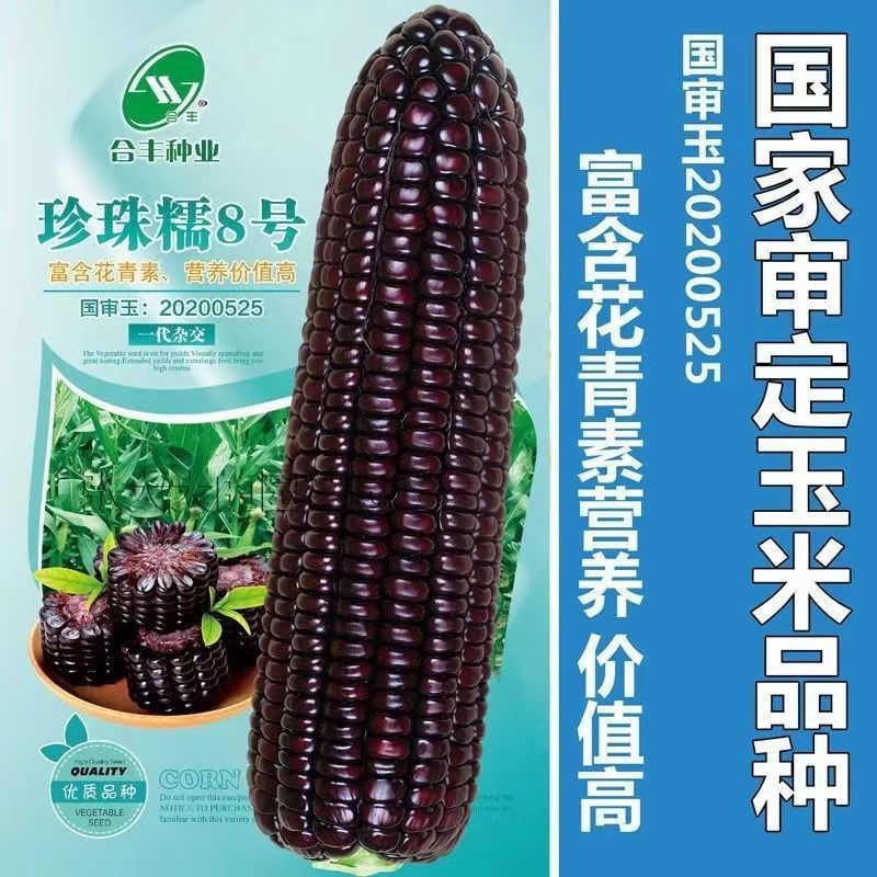 Nationally Approved Black Corn Star Nuo No. 44 Seed Corn Contains Rich Anthocyanin Nutrition and Spring & Fall High-Yielding Corn Seeds